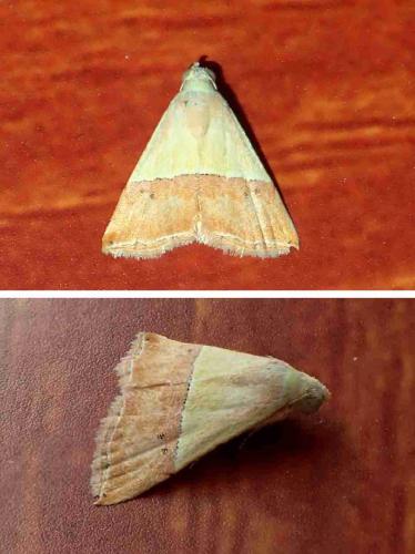 Eublemma accedens